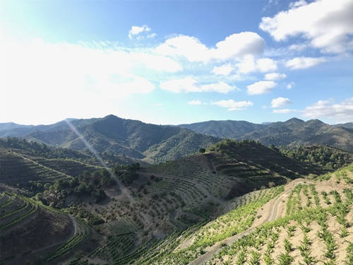 麦斯干红葡萄酒价格多少_麦斯干红葡萄酒价格